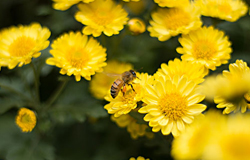 江油市中华蜜蜂繁育基地建设走在全国前列
